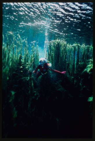 Valerie Taylor underwater amongst reeds
