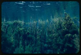 Underwater landscape