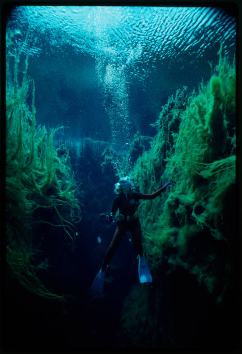 Valerie Taylor underwater surrounded by vegetation