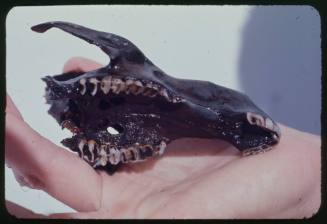 Skull of a small animal on the hand of a person