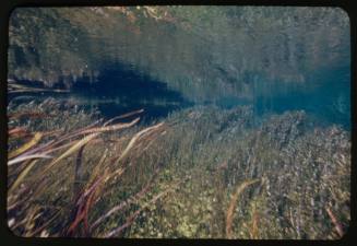 Underwater shot showing aquatic plants