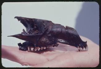 Skull of a small animal on a person's hand