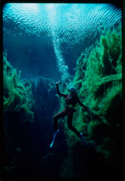 Valerie Taylor underwater looking up towards the surface