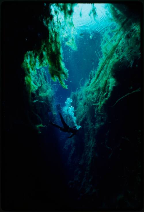 Silhouette of diver amongst underwater vegetation