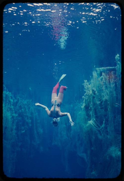 Valerie Taylor underwater moving down headfirst