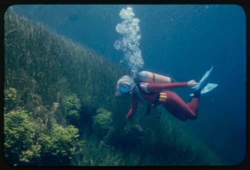 Valerie Taylor underwater looking at plants