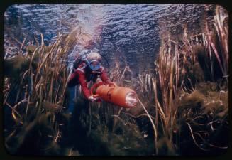 Valerie Taylor underwater amongst reeds