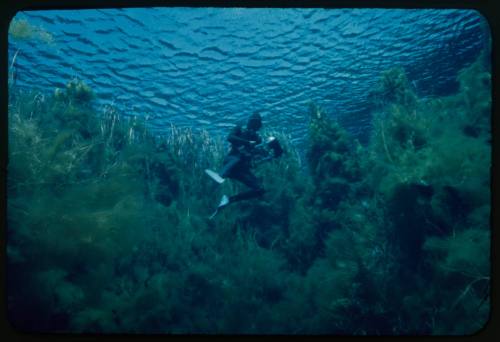 Diver underwater amongst dense vegetation