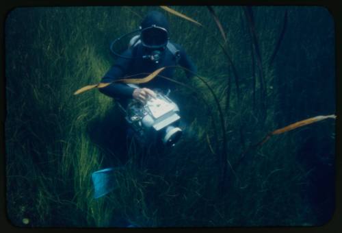 Diver likely Ron Taylor underwater amongst vegetation