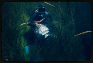 Diver likely Ron Taylor underwater amongst vegetation