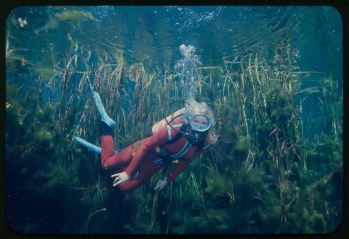 Valerie Taylor underwater amongst vegetation