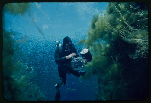 Diver likely Ron Taylor underwater examining camera