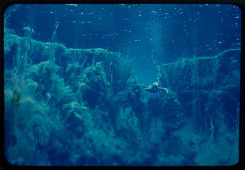 Diver likely Valerie Taylor underwater