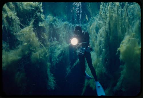 Diver likely Ron Taylor underwater amongst vegetation