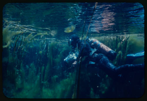 Diver likely Ron Taylor just below surface of water