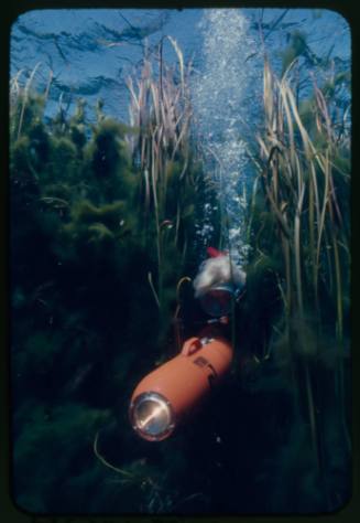 Valerie Taylor underwater