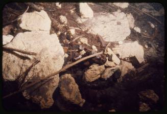 Rocks twigs and plant matter