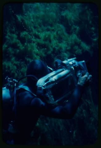 Diver likely Ron Taylor filming underwater