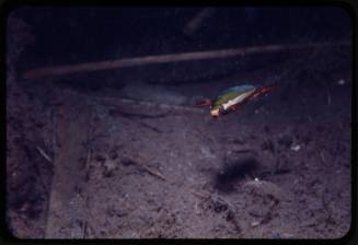 Water beetle underwater near seafloor