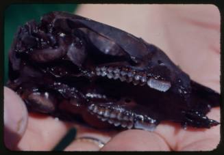 Piece of animal skull in a person's hand