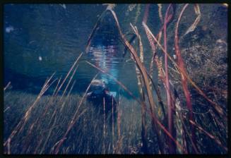 Valerie Taylor underwater amongst vegetation