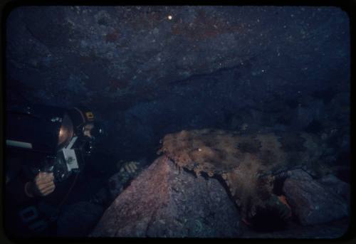 Diver underwater likely Ron Taylor and a spotted wobbegong