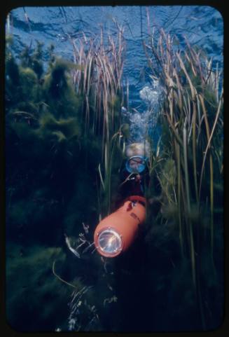 Valerie Taylor swimming through long grass underwater