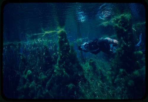 Diver likely Ron Taylor just below surface of water