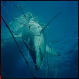 Shark caught in a net