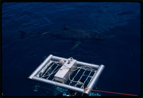 Top of shark cage visible on surface of water with a shark nearby