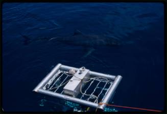 Top of shark cage visible on surface of water with a shark nearby
