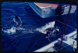 Head of great white shark above water near shark cage