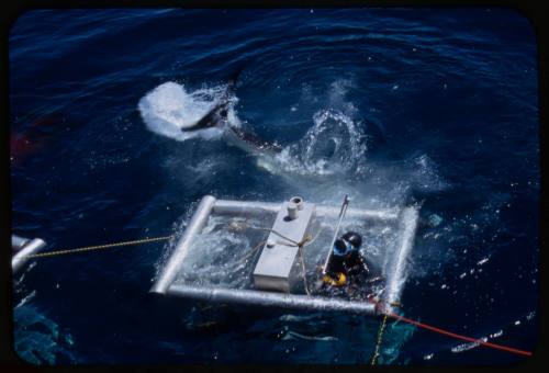 Shark cage with diver visible