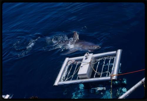 Shark cage with great white shark nearby