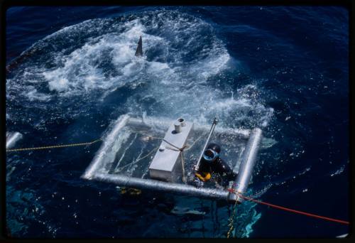 Shark cage with diver inside and shark nearby