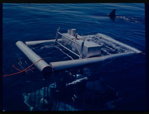 Shark cage with shark nearby