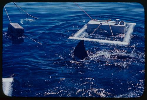 Shark cage with shark nearby