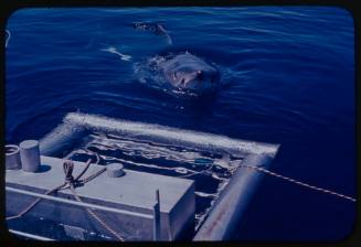 Shark cage in water with great white shark coming towards it