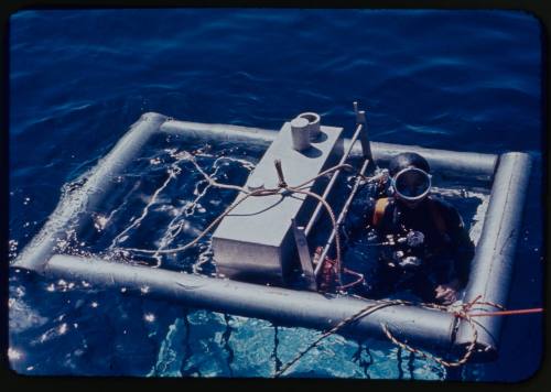 Shark cage with diver looking out