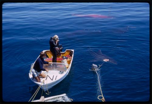 Valerie Taylor taking photograph of shark in water