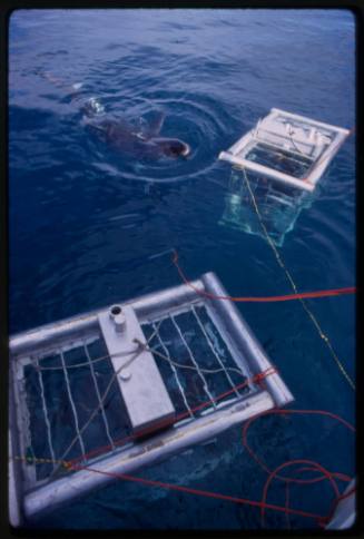 Two shark cages in the water with shark nearby