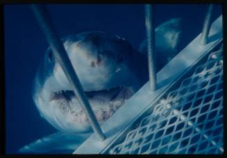 Great white shark in water near shark cage