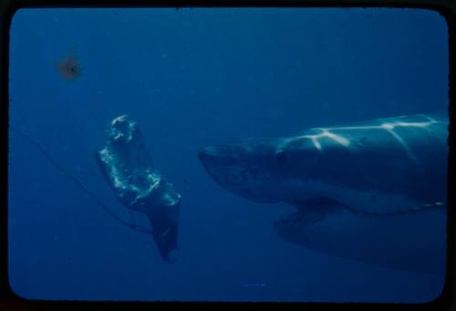 Left profile of great white shark