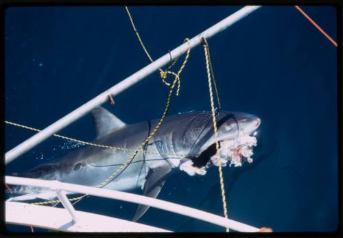 Great white shark at surface of water with bait in mouth