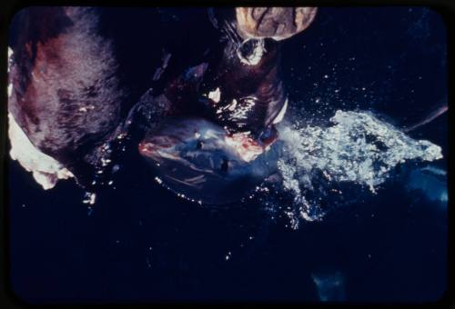 Great white shark biting onto bait at surface of water