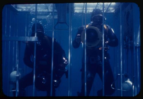 Two people possibly including Peter Lake inside a shark cage underwater