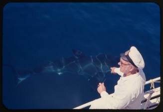 Person in white captain's hat pointing to shark in water