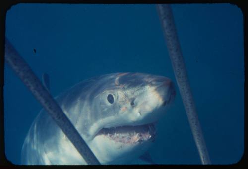 Great white shark underwater seen through bars of shark cage