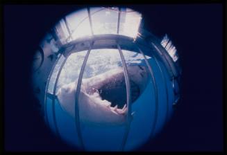 Great white shark in the water seen through bars of shark cage