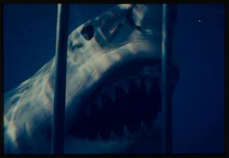 Open mouth of great white shark seen through bars of shark cage